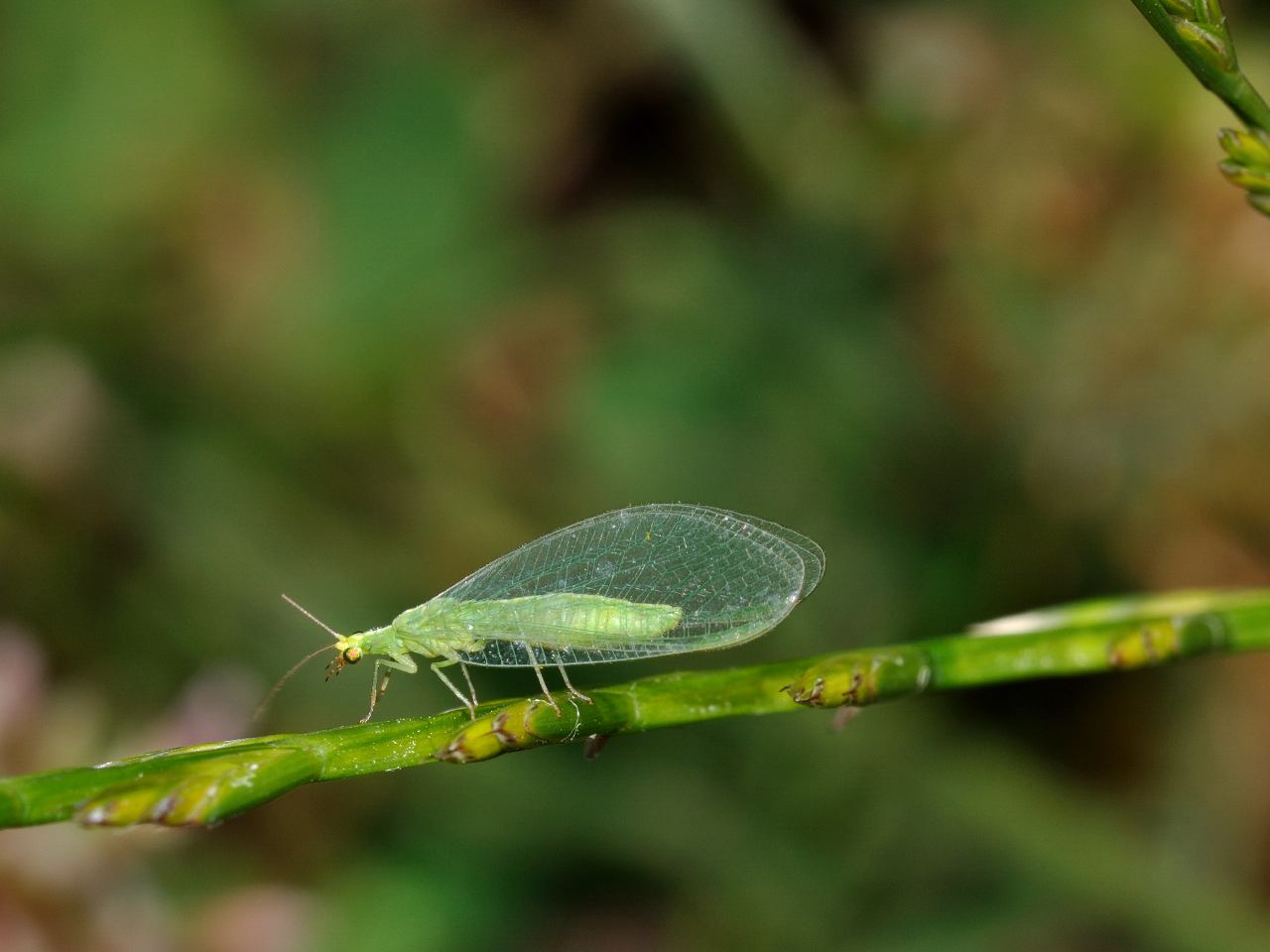 Chrysoperla sp.